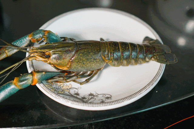 ▼不过澳洲淡水澳龙的壳很结实不是很好剥哦~而且由于体型太大,,所以