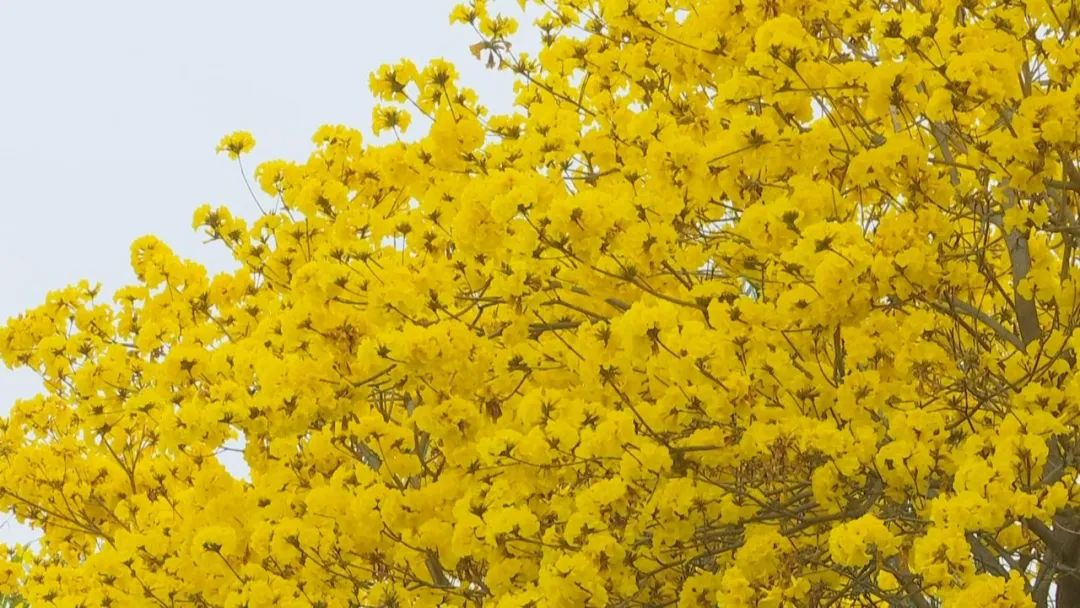 美爆澄海近30亩黄色花海惊艳绽放连电视台都被吸引过来了