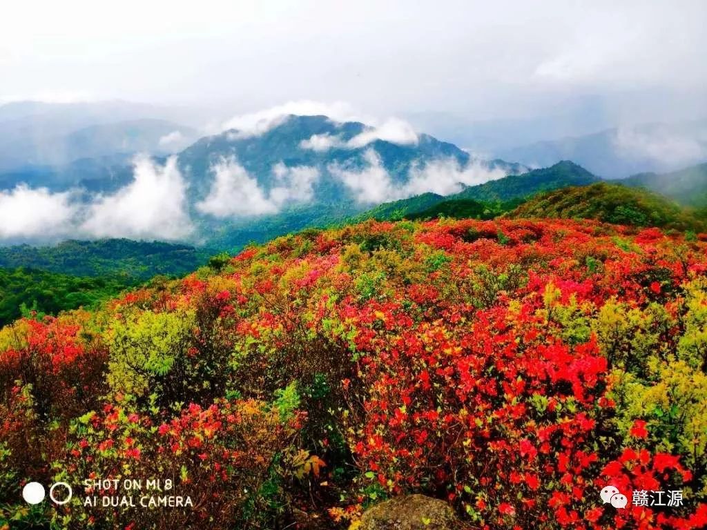 石城文人老领导陈式金道一声爱兰辛苦了