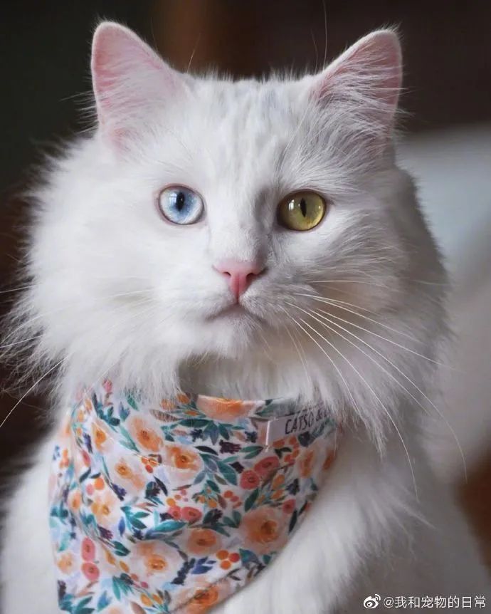 仙猫下凡这鸳鸯眼绝了我好喜欢