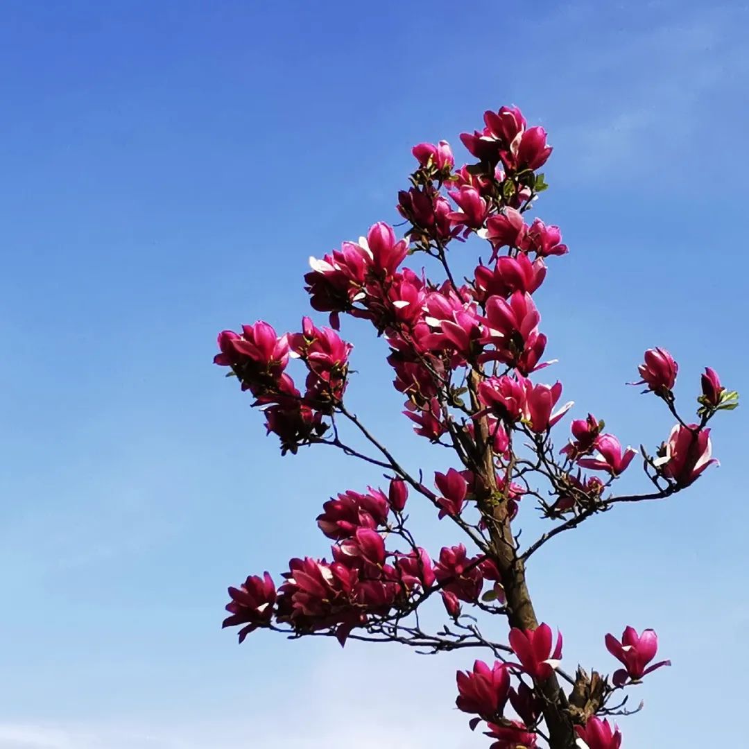 春至安康花已开待你快快来回家