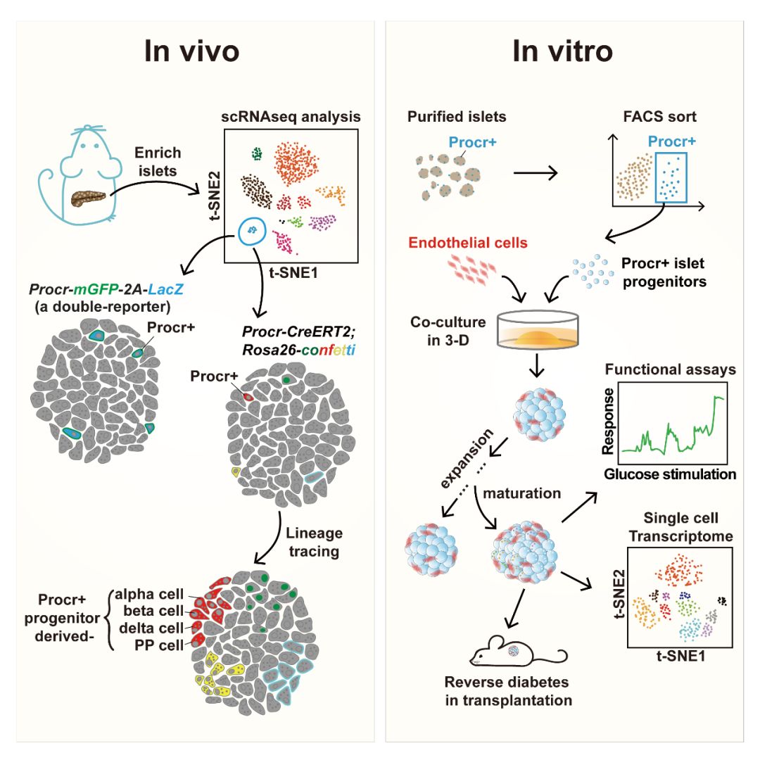 中国科学家利用成体干细胞在体外重构小鼠"人工胰岛"