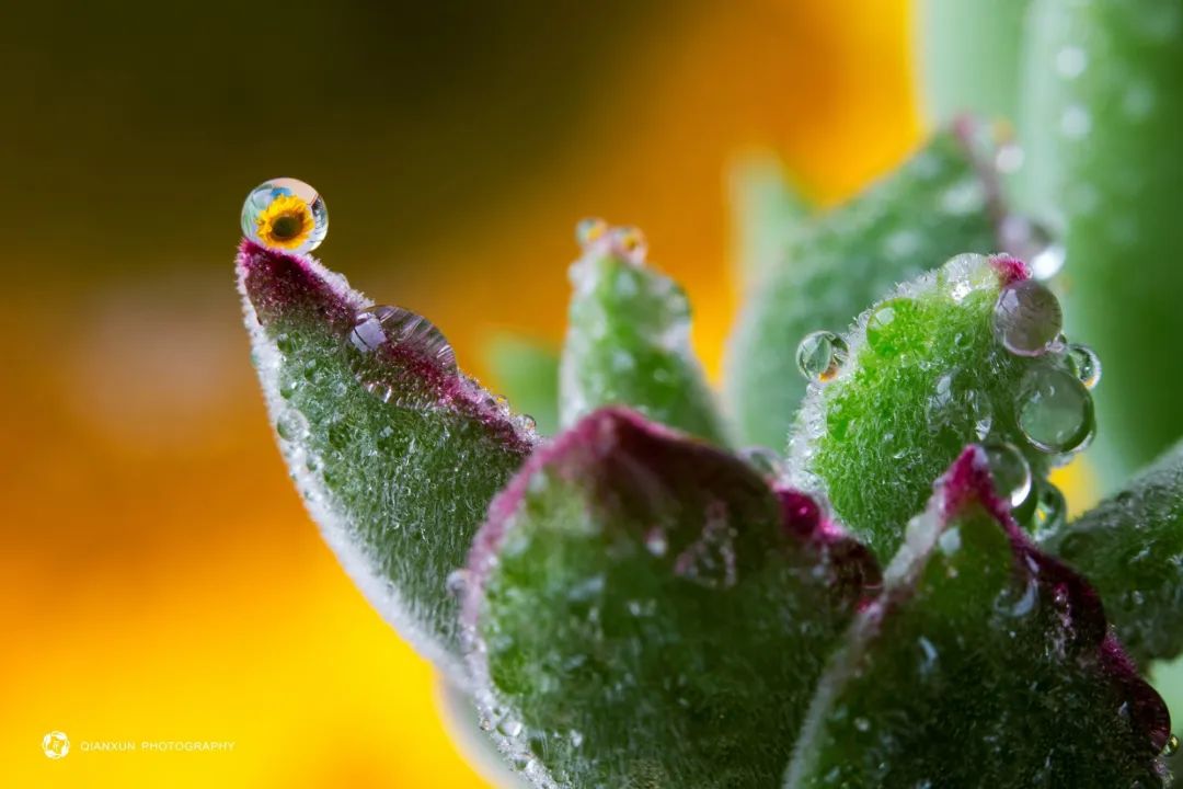 微距之美宅家你也可以拍出小小水滴里的花花世界