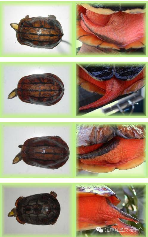 小乌龟怎么分公母图片图片