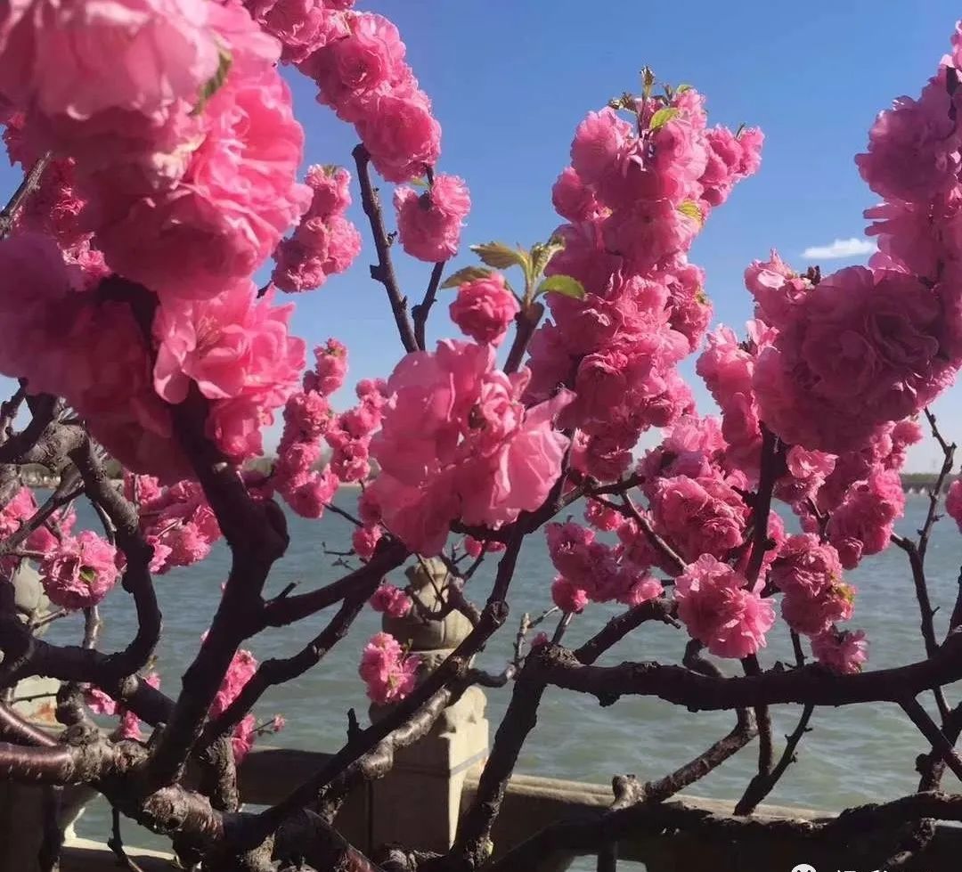 河西的油桃,苹果园美丽的喇嘛川是我驻村帮扶的地方河西大庄村近百株