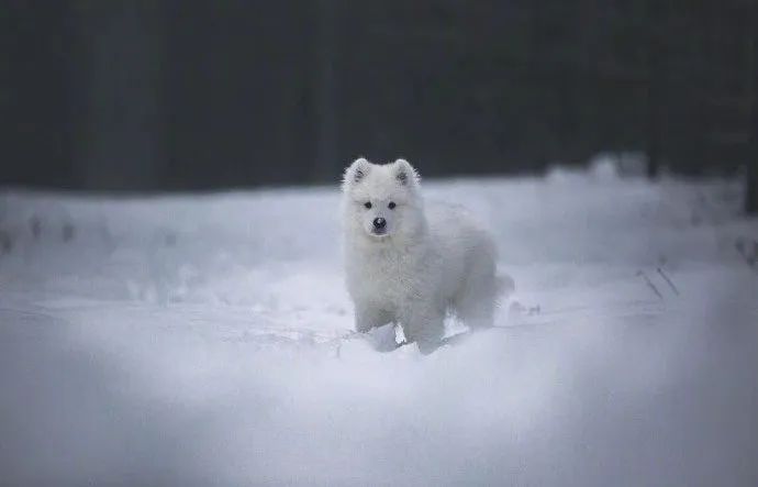 当萨摩耶宝宝遇到雪地:皇上,臣妾真的是白狐!