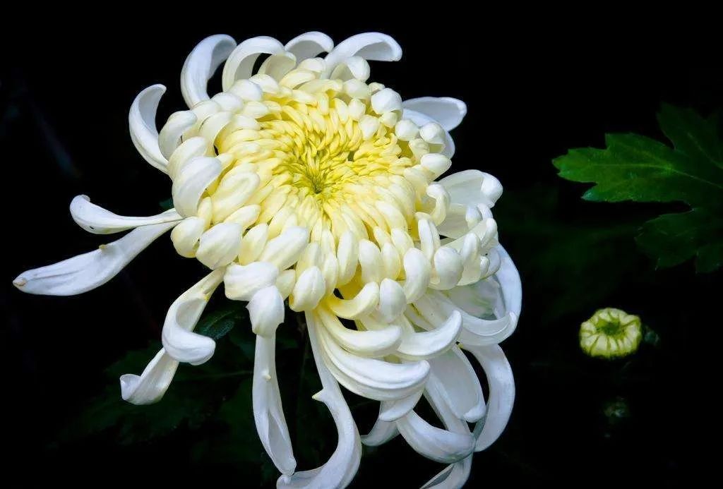 白色菊花是清明祭扫的常选,它是葬礼的代表花卉,常用来祭奠逝去的亲人