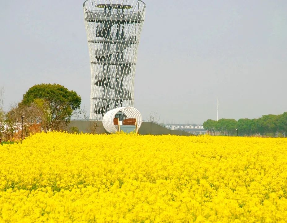 春风十里只待你_尚明甸泛舟赏花踏青