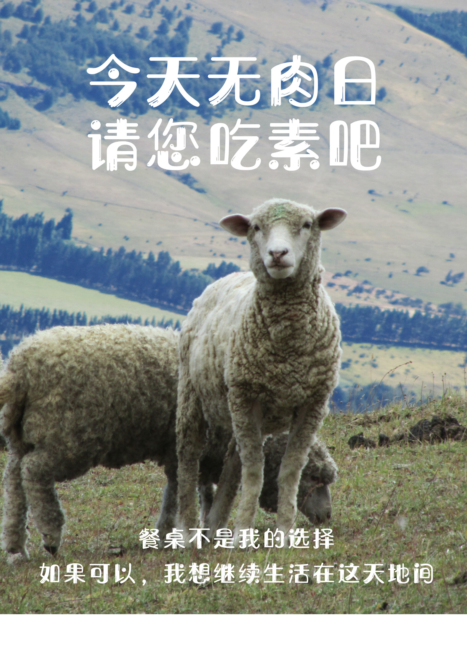 当春分遇上世界无肉日 | 用素食护生,让万物生长_动物