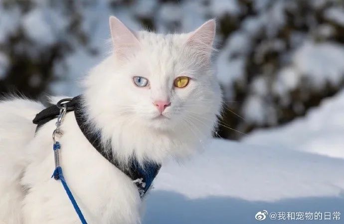 仙猫下凡这鸳鸯眼绝了我好喜欢