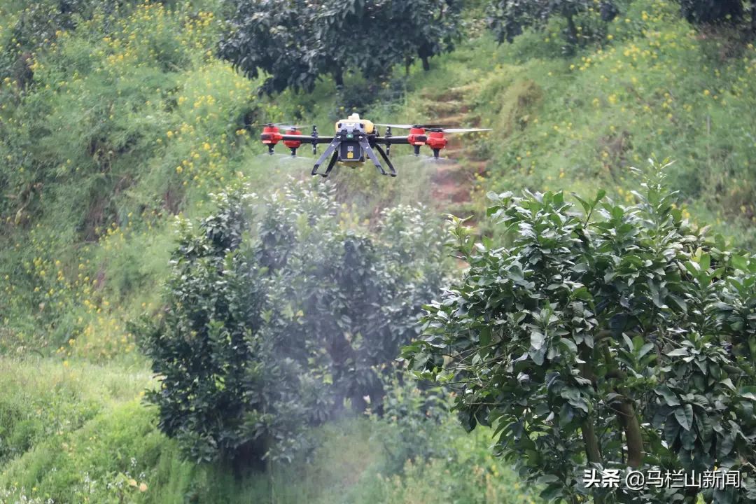 怀化麻阳柑橘园用无人机施药!