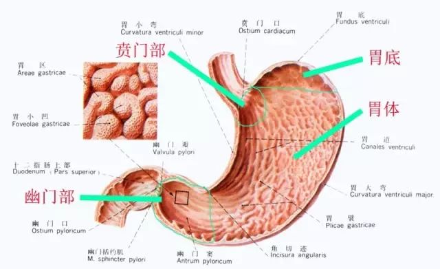 人体胃部名称图片