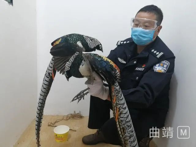 捕野鸡图片