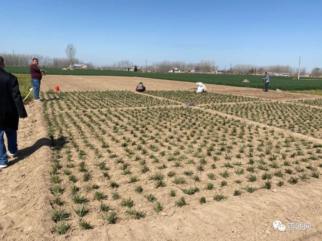 山东曹县安蔡楼麦冬正值产新