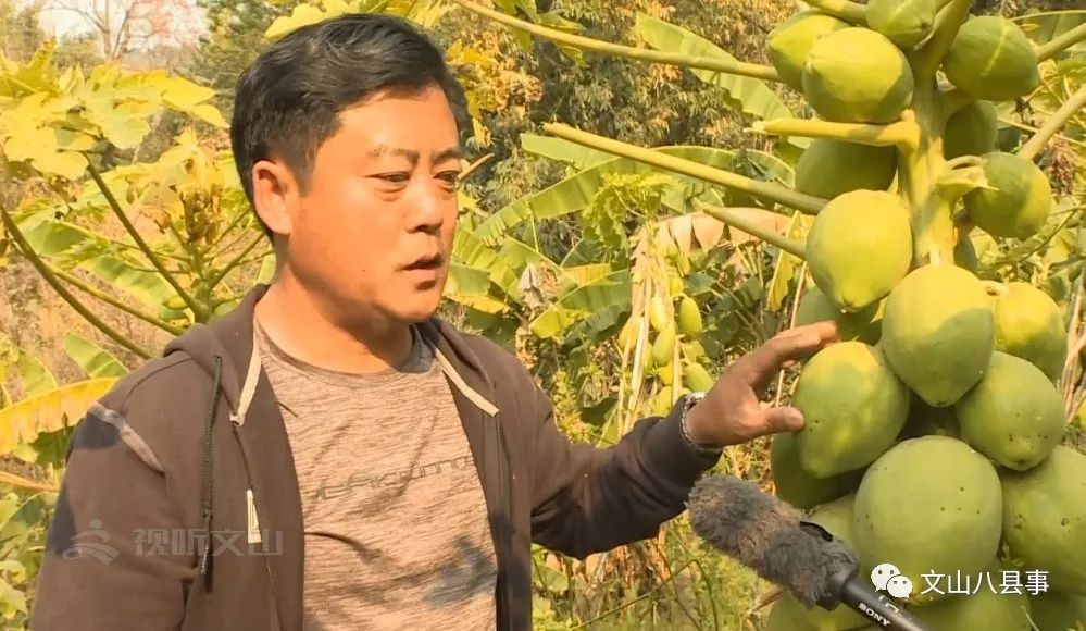 好門路丘北這裡種植水果致富