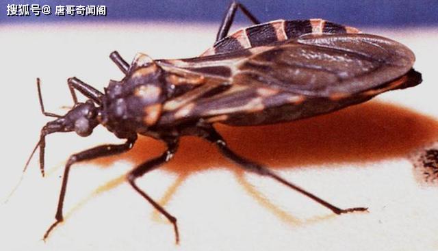 很多人可能说那不就是蚊子洛,那是因为你还不了解它的真正厉害.