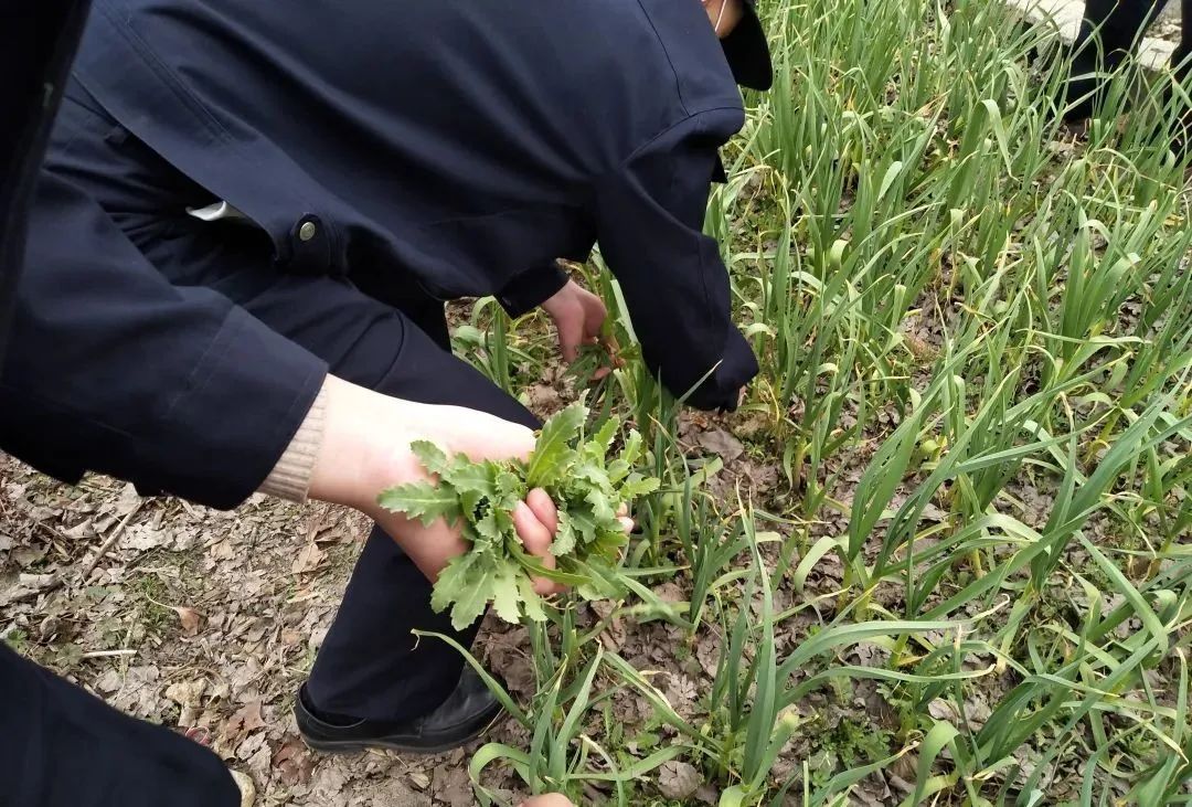 春季是罌粟幼苗成長期,連日來,長城派出所加大巡查力度,持續深入社區