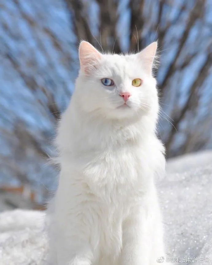 仙猫下凡这鸳鸯眼绝了我好喜欢