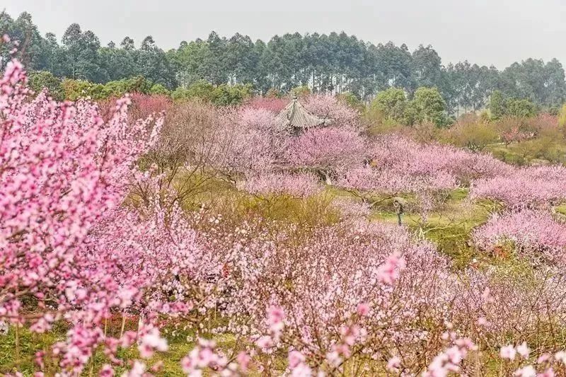 成都zui美的春天竟藏在市區這個地方十里桃林花開成海