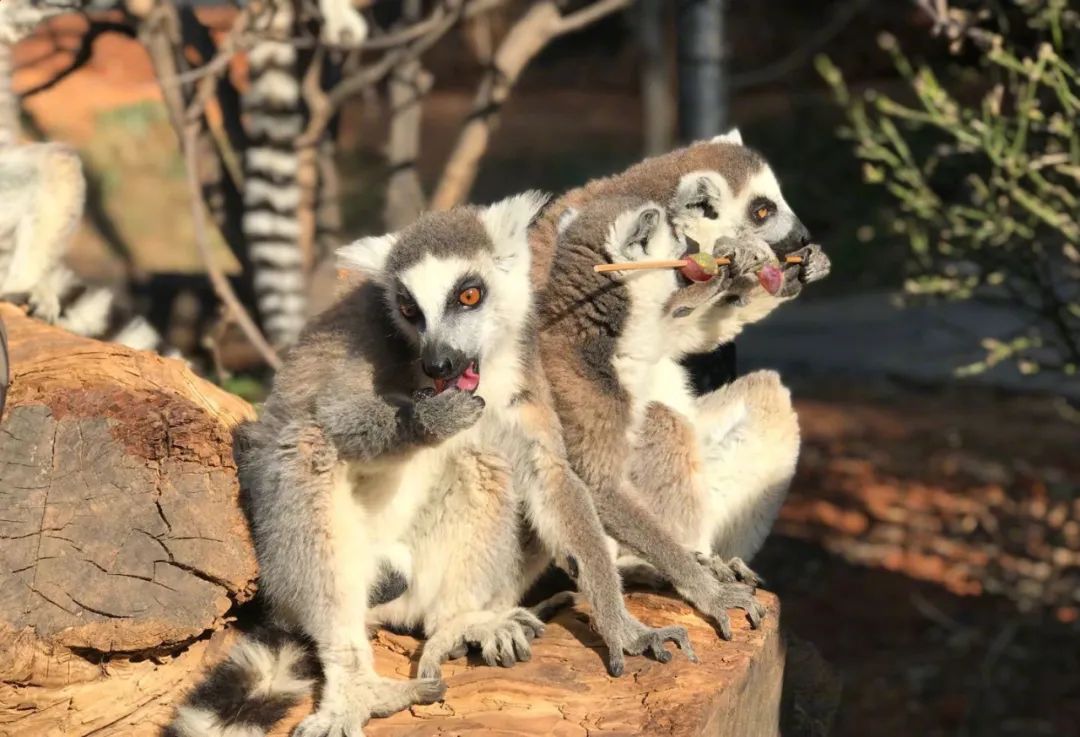 雲南野生動物園