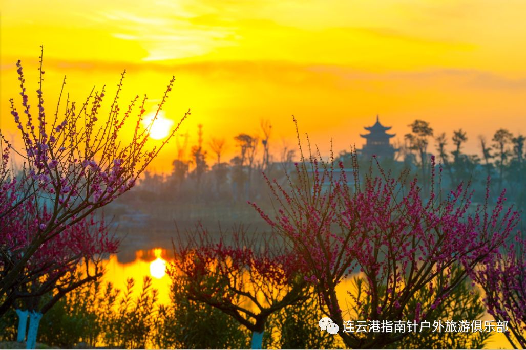 3月25號59元/人暢遊伊蘆山梅花踏青賞花 沂河淌千畝油菜花海攝影休閒