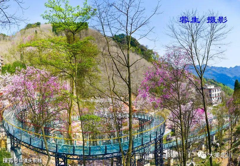 四川北川藥王谷3月辛夷花雨