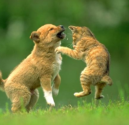 为什么狗要追猫？宠物猫狗的爱恨情仇！-搜狐大视野-搜狐新闻
