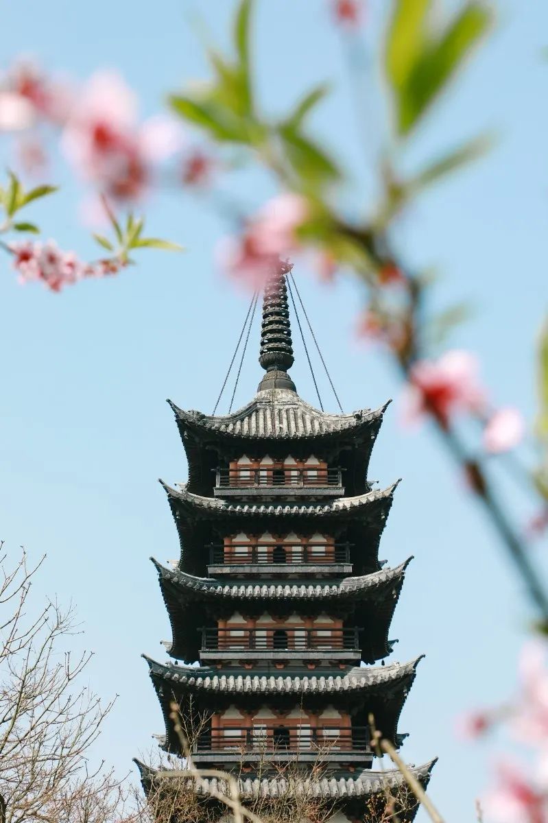 松江三月方塔园花开正艳