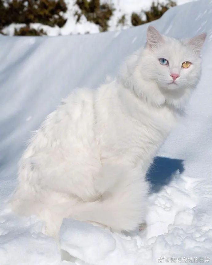 仙猫下凡这鸳鸯眼绝了我好喜欢