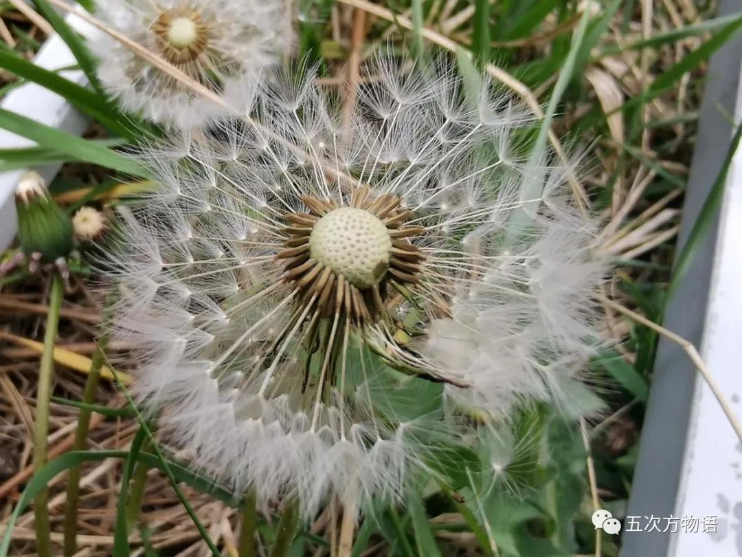 蒲公英瘦果图片