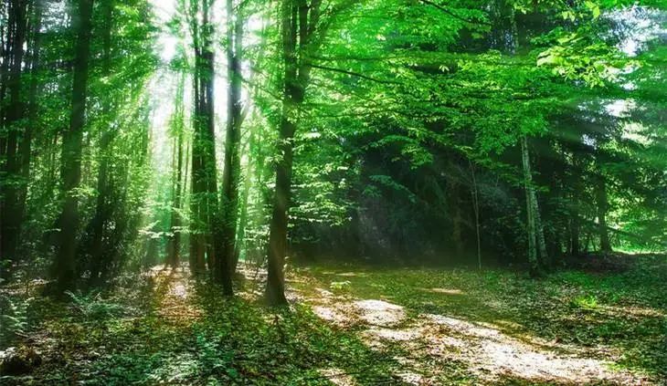 世界森林日绿色森呼吸净化林距离