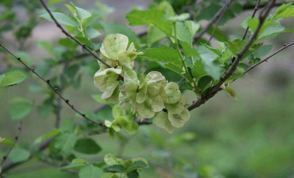 榆树又名春榆,白榆等,素有"榆木疙瘩"之称,为榆科落叶乔木,幼树树皮