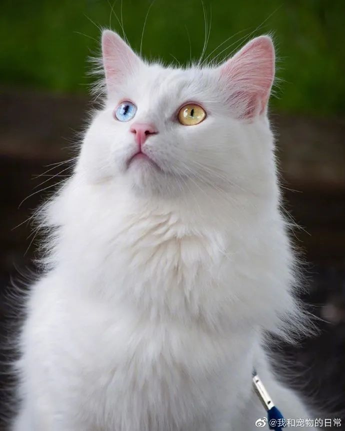 仙猫下凡这鸳鸯眼绝了我好喜欢