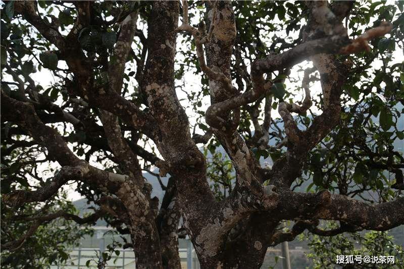 预售特惠丨七见2020年七星冰岛老寨单株级古树敢甜敢放肆