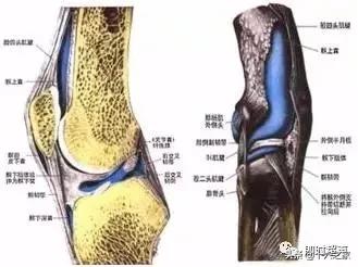 膝前滑液囊:髕上囊,髕前皮下囊,髕下皮下淺囊,髕下深囊.見下圖.