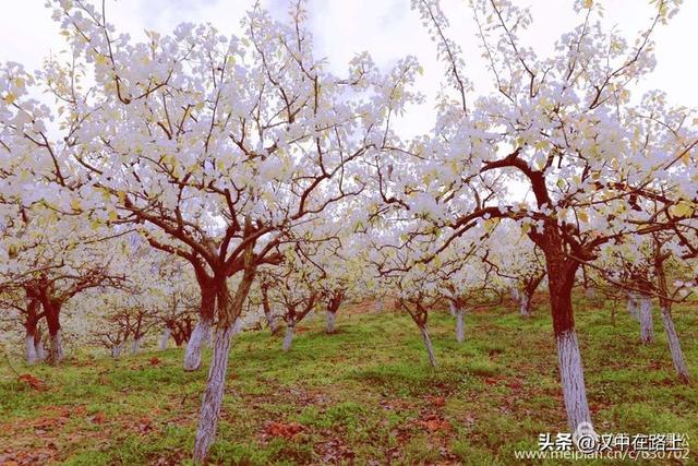 汉中洋县梨花图片