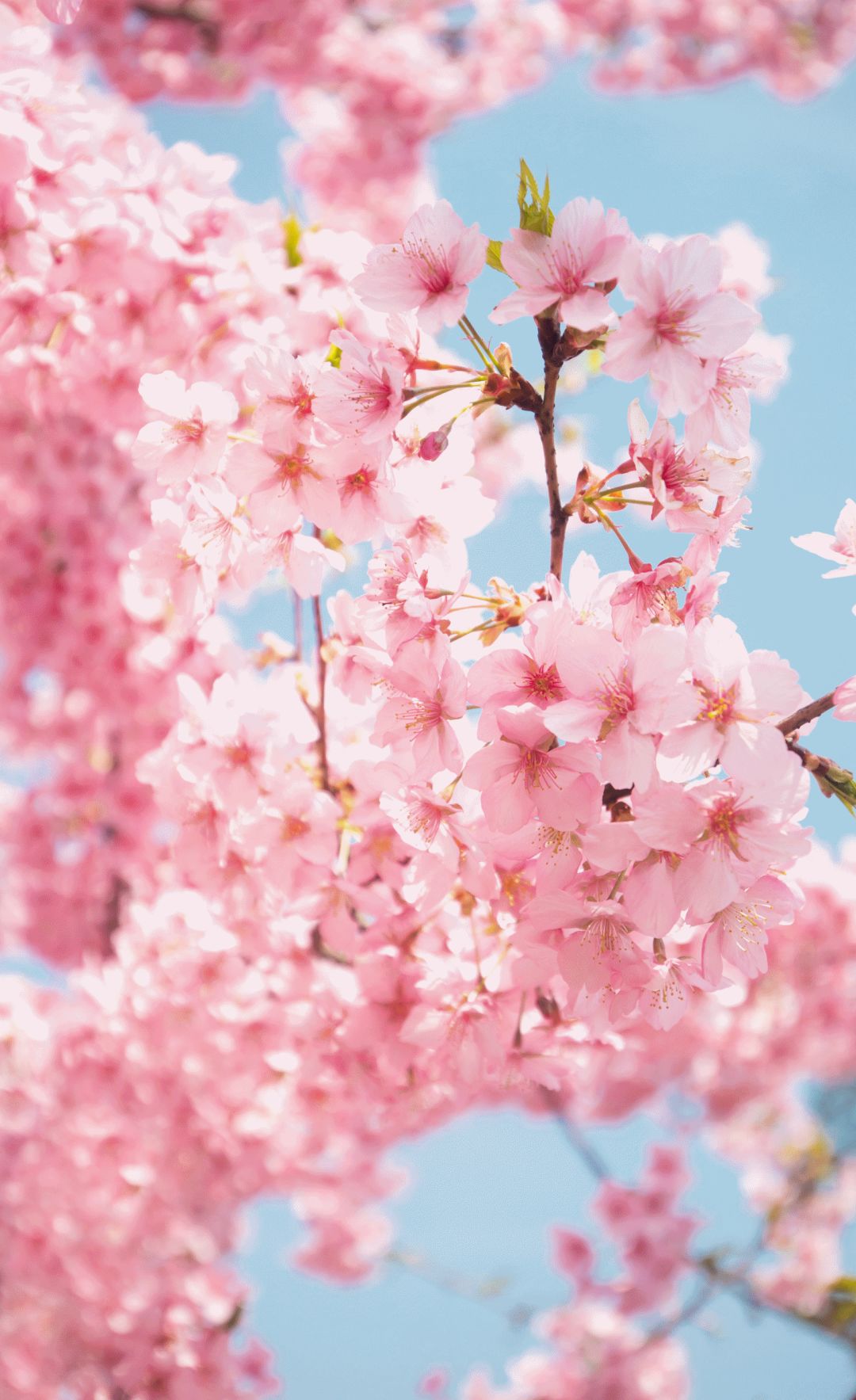 辰山植物园唯美樱花壁纸