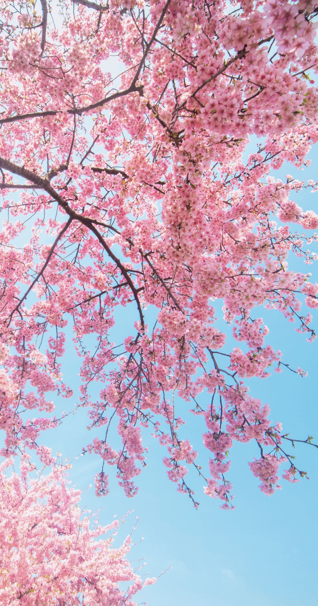 辰山植物园唯美樱花壁纸