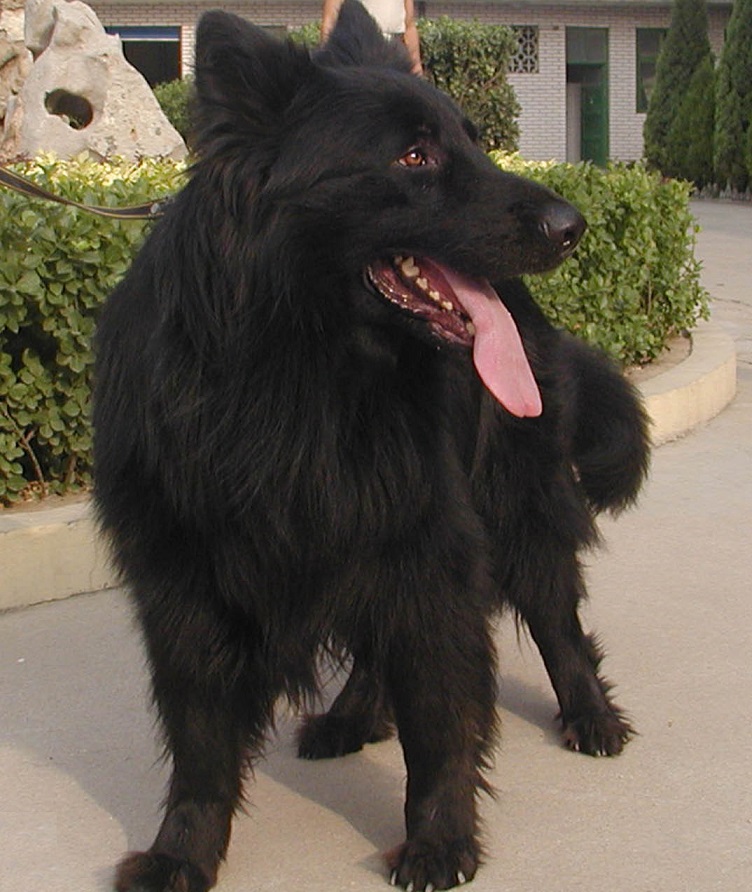 原创冀中黑熊犬,由草原黑熊哺乳长大,具有熊的习性和特征