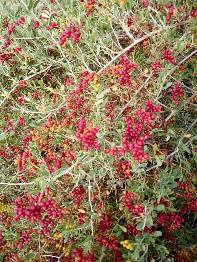 白刺是一种小灌木,别名西伯利亚白刺,小果白刺,它与沙棘,枸杞统称为三