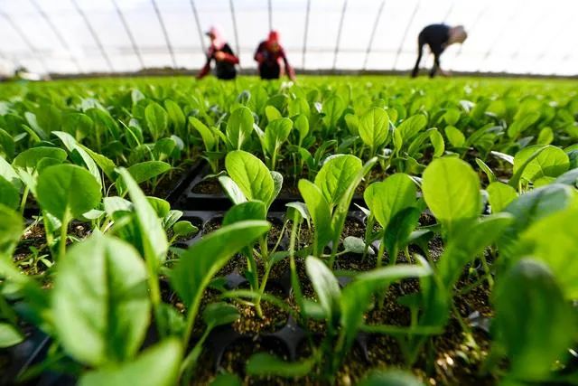 農廣課堂春分時節到蔬菜生產的這些重點您get了嗎