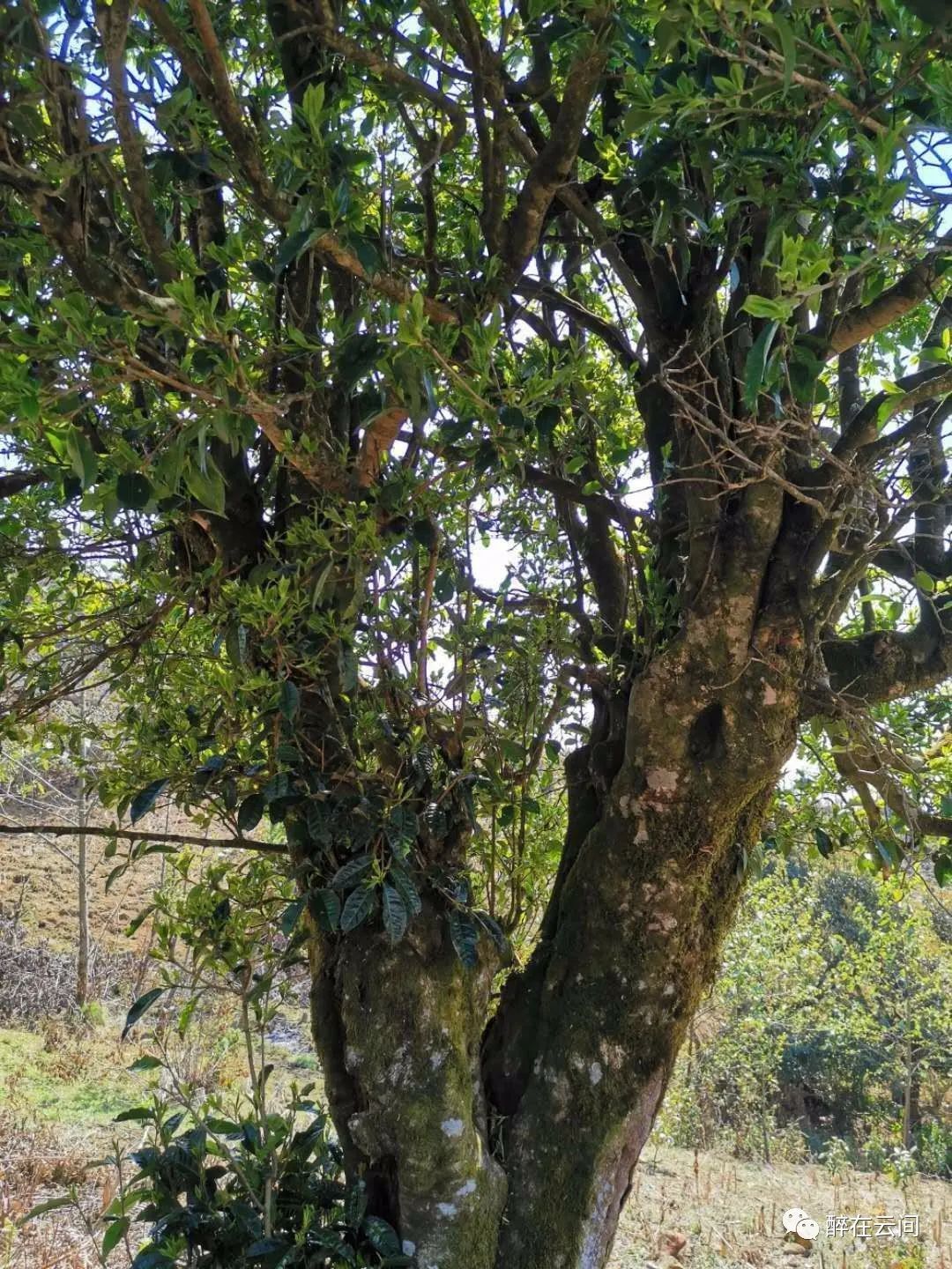 2020年古树野茶即将上市