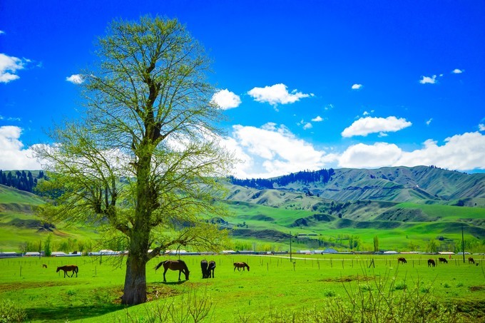 醉美那拉提靓丽塔吾萨尼集草原山丘森林雪山于一体