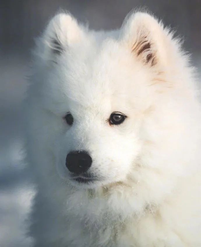 当萨摩耶宝宝遇到雪地:皇上,臣妾真的是白狐!