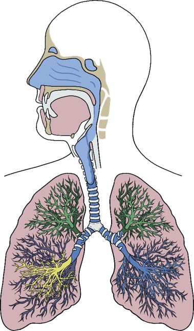 the respiratory system冠状病毒影响呼吸系统,其中包含呼吸所需的