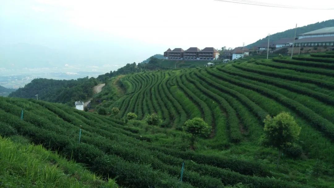 茶園觀光,茶事體驗呼吸著負離子的空氣,常年雲蒸霧靄,茶海繚繞,置身於