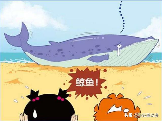 猫小乐鲸鱼搁浅集百人之力不能救却被小衰一口解决