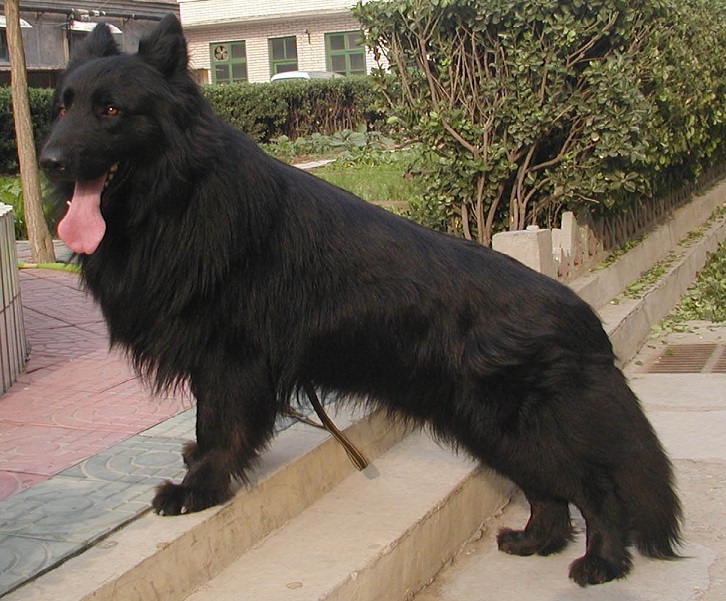 原创冀中黑熊犬,由草原黑熊哺乳长大,具有熊的习性和特征