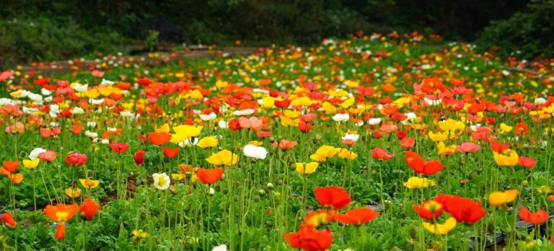 错过了春天还有四季一大波花海正在袭来