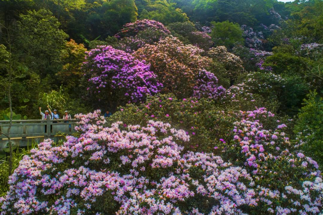 今天開幕梧桐山毛棉杜鵑花海即將上線一起相約春暖花開